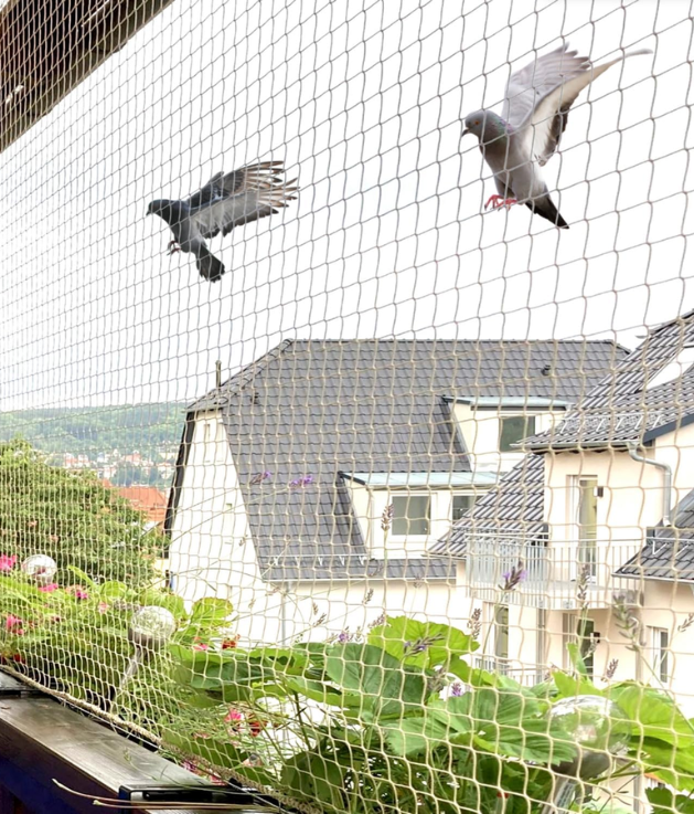 ECO Bird Netting in action