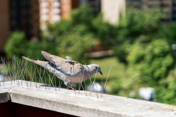 Bird Spike Installation
