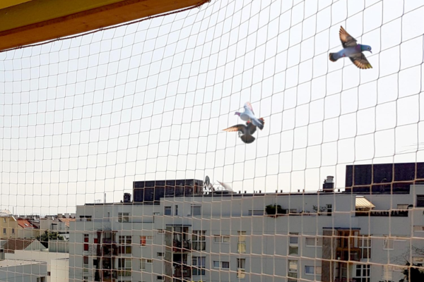 Pigeon Control